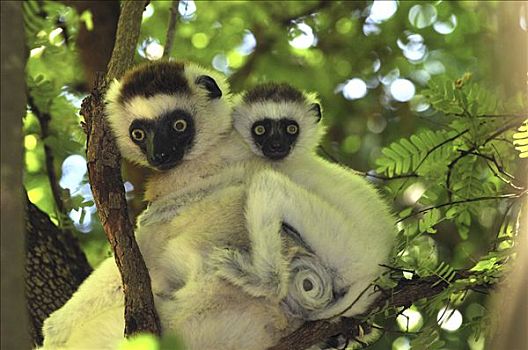 维氏冕狐猴,母亲,幼仔,贝伦提私人保护区,马达加斯加