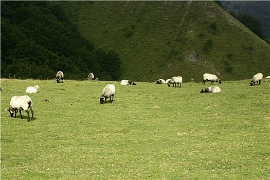 绿色,草地,比利牛斯山脉,绵羊