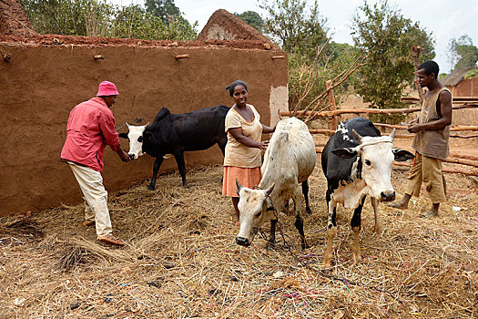 农民,家庭,母牛,乡村,交谈,地区,区域,马达加斯加,非洲