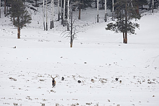 大灰狼,狼,群,美洲,麋鹿,鹿属,鹿,雄性动物,黄石国家公园,怀俄明