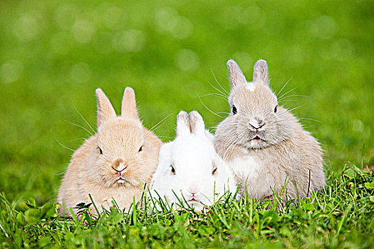 三个,兔子