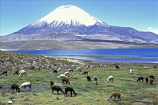 羊驼,拉乌卡国家公园,智利