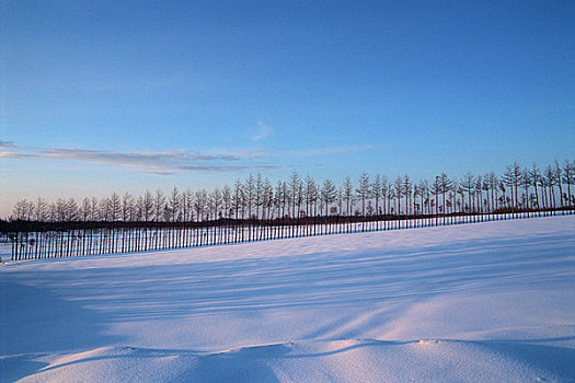 雪原,树