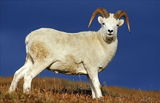 野大白羊,公羊,白大角羊,德纳里峰,阿拉斯加
