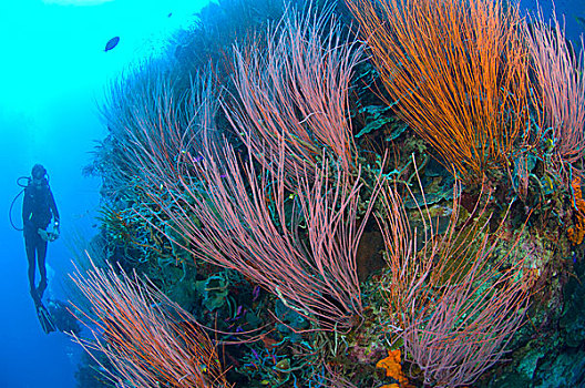 生物群,红色,鞭子,珊瑚,潜水,巴布亚新几内亚