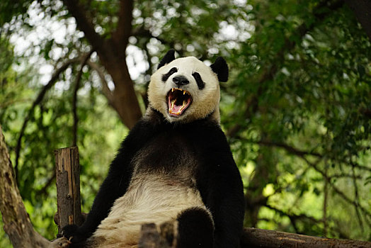 咆哮,大熊猫