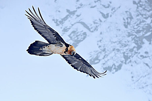 胡兀鹫,飞行,瓦莱州,瑞士,欧洲