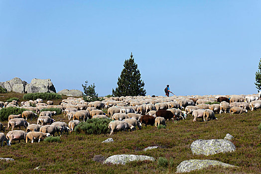 羊群,牧羊人,小村庄,塞文山脉,世界遗产,国家,国家公园,联合国教科文组织,生物保护区,洛泽尔省