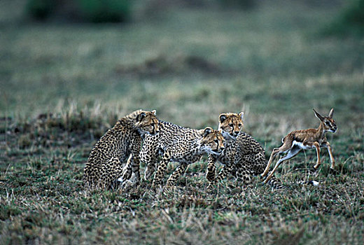 非洲,肯尼亚,马塞马拉野生动物保护区,印度豹,幼兽,猎豹,追逐,瞪羚,热带草原