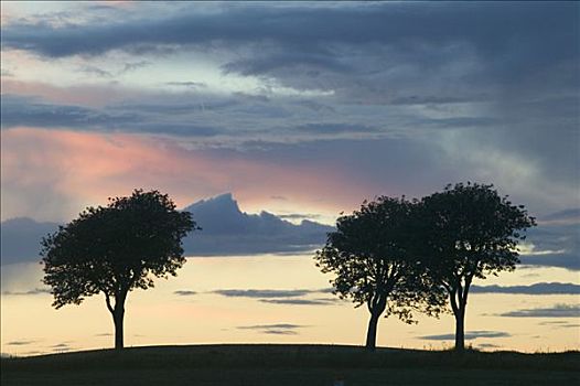 剪影,树,黎明,瑞典