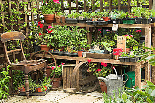 花园,植物,销售,药草,蔬菜,幼苗,床上用品,城市,英格兰,英国,欧洲