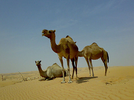 骆驼,沙滩