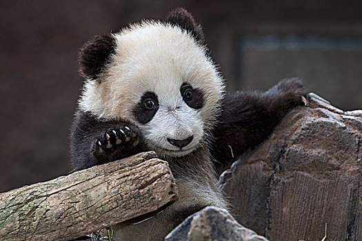 大熊猫,幼兽,中国