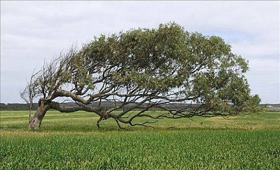 倚靠,树,橡胶树,桉树,岁月,海洋,风,西澳大利亚,澳大利亚