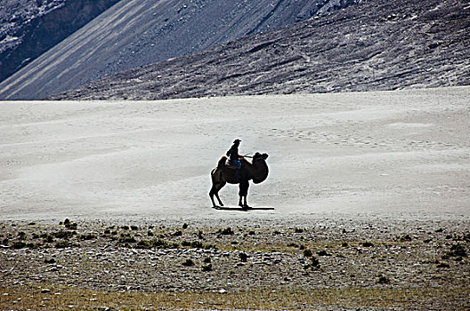 剪影,一个,男人,骑,双峰骆驼,山谷,查谟-克什米尔邦,印度