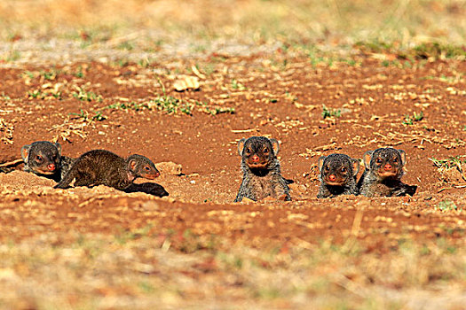 猫鼬,家族,幼仔,窝,克鲁格国家公园,南非,非洲