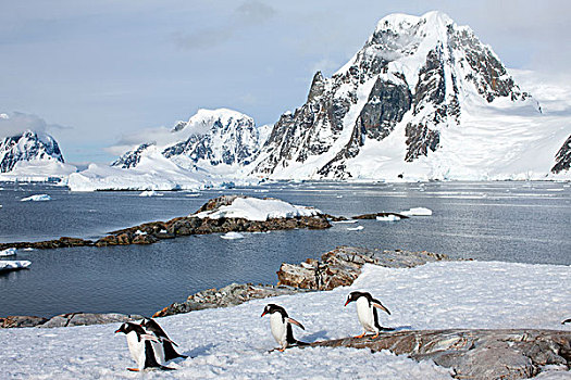 南极,巴布亚企鹅,走,积雪,斜坡,海峡,靠近,雷麦瑞海峡