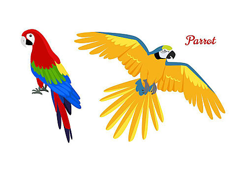 鹦鹉,设计,矢量,插画,鸟,亚马逊地区,树林,动物,南美,漂亮,彩色,象征,海报,孩子,书本,隔绝,白色背景
