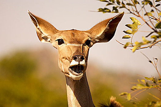 大捻角羚,雌性,克鲁格国家公园,南非,非洲