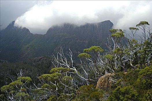 卫城,风景,迷宫,靠近,松树,山谷,奥弗兰,摇篮山,国家公园,塔斯马尼亚,澳大利亚