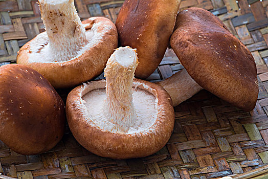 自然有机的健康食材,香菇,新鲜的生香菇在竹编织盛器里