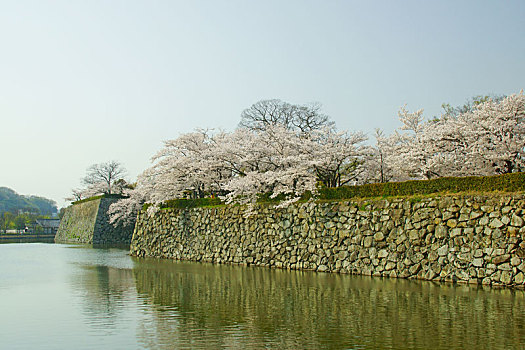 姬路城堡,春天,兵库,日本