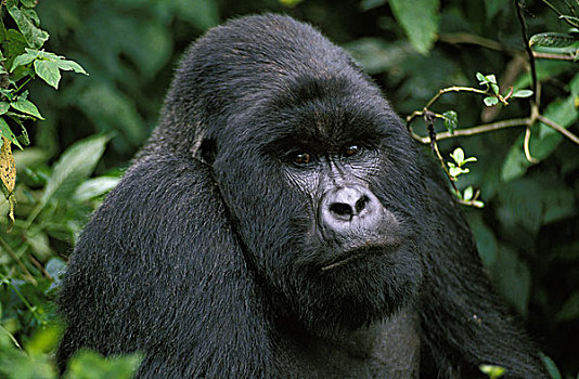 山地大猩猩,大猩猩,男性,头像,公园,卢旺达