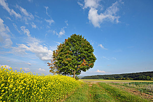 风景,树,靠近,油菜,甘蓝型油菜,地点,早,秋天,普拉蒂纳特,巴伐利亚,德国