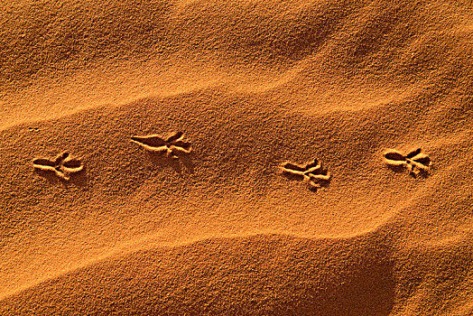鸟,沙丘,国家公园,世界遗产,撒哈拉沙漠,阿尔及利亚,非洲