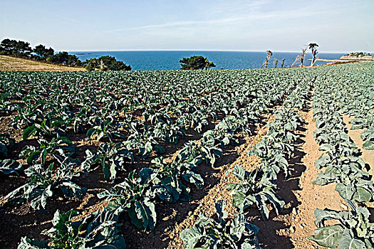 卷心菜,培育,土地,布列塔尼半岛,法国