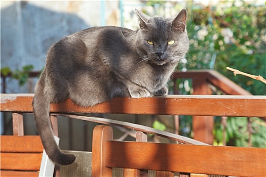灰色,猫,长椅