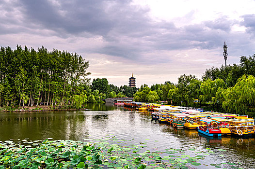 荷花盛开的长春北湖湿地公园景观