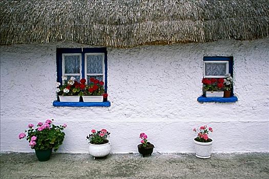 盆栽,正面,墙壁,房子,爱尔兰
