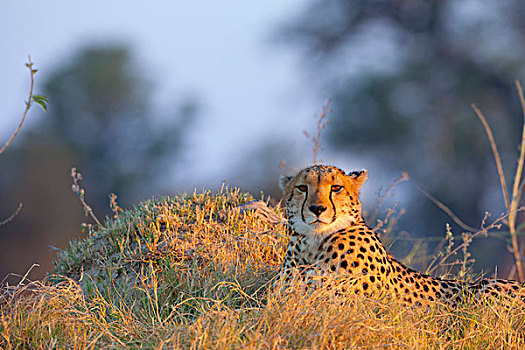 头像,印度豹,猎豹,卧,草,奥卡万戈三角洲,博茨瓦纳,非洲