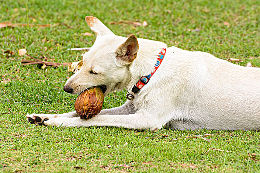 狗,玩,椰子,有趣