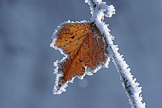 枝条,叶子,白霜,特写,自然,季节,秋天,冬天,寒冷,冰,霜,器物,冰冷,概念