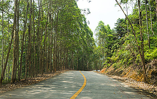 乡村,道路,树