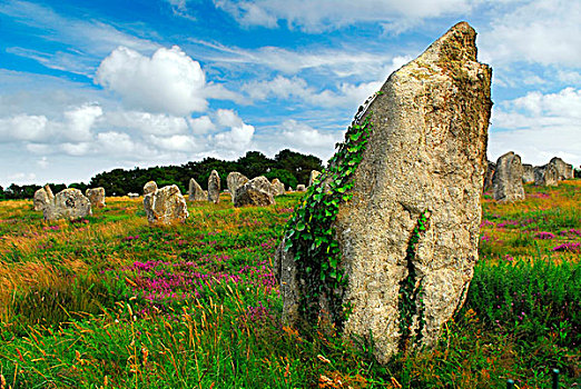 绿色,蔓藤,史前,巨石,纪念建筑,竖石纪念物,卡赫纳,区域,布列塔尼半岛,法国