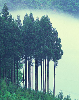 柳杉,树林,雾状,河