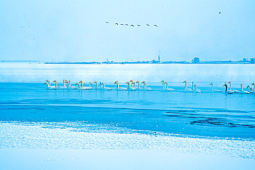 湖泊,冰,天鹅,游水,鸟,冬天,宁静,寒冷