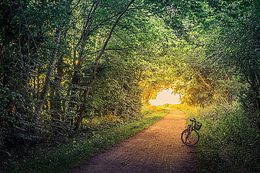 自行车,树林,小路