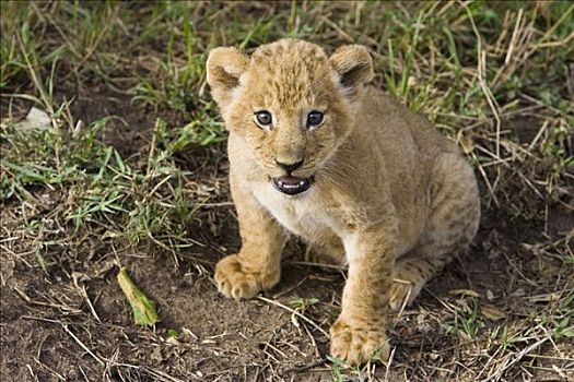 非洲狮,狮子,五个,星期,老,幼兽,马赛马拉国家保护区,肯尼亚