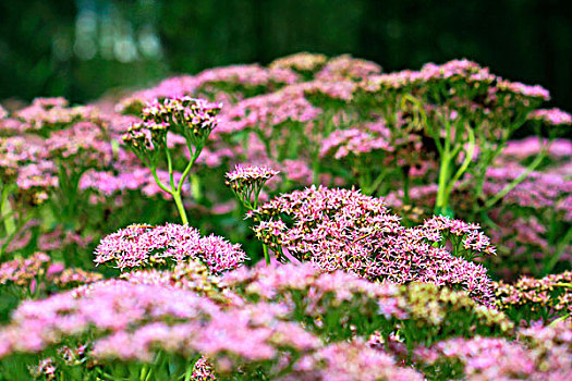 盛开的粉色花丛