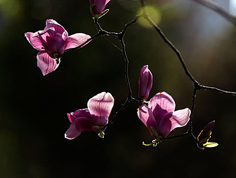 玉兰花,紫玉兰花