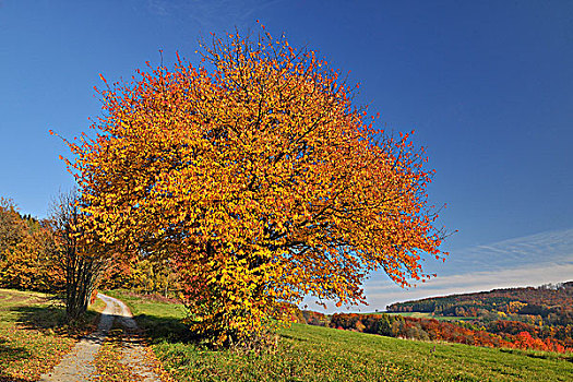 小路,樱桃树,地区,奥登瓦尔德,黑森州,德国