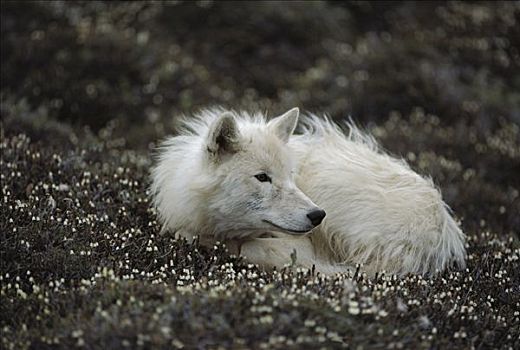北极狼,狼,幼小,不洁,卷曲,向上,花,苔原,艾利斯摩尔岛,加拿大