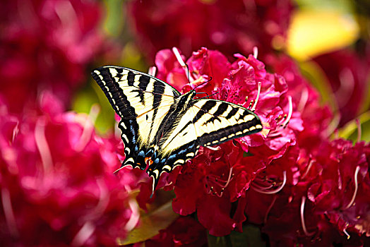 两个,尾巴,蝴蝶,凤蝶,鲜明,粉色,杜鹃属植物,海边,俄勒冈,黄色,花