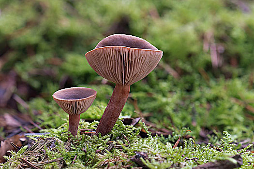 蘑菇,结果,黑森州,德国,欧洲