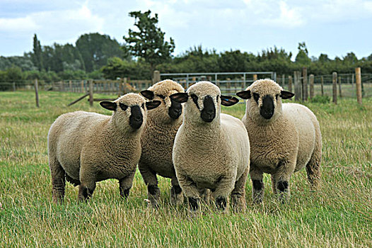 生活,绵羊,汉普郡,四个,站立,草场,英格兰,英国,欧洲