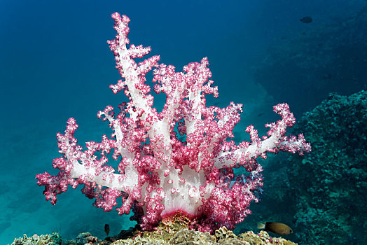 软珊瑚,礁石,上面,岛屿,自然保护区,印度洋,省,阿曼,亚洲